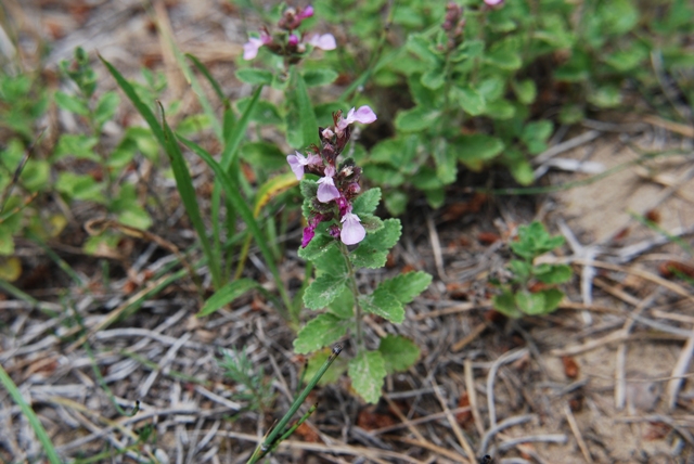 Teucrium chamaedrys